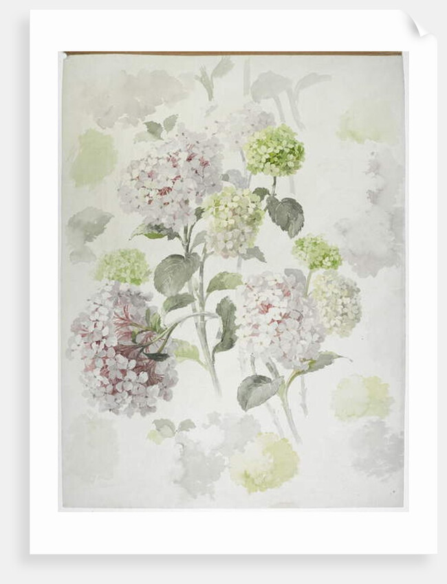 Carpet design by English School