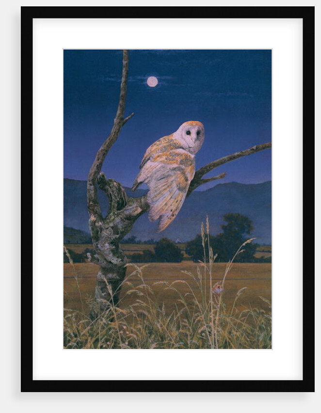 Barn Owl by Simon Cook
