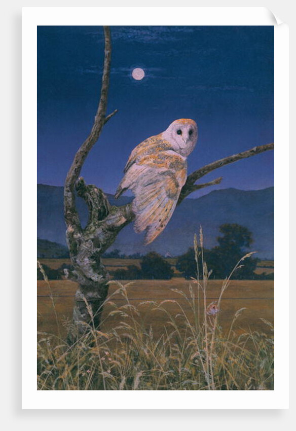 Barn Owl by Simon Cook