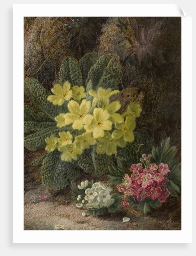 Primroses, 1893 by Oliver Clare