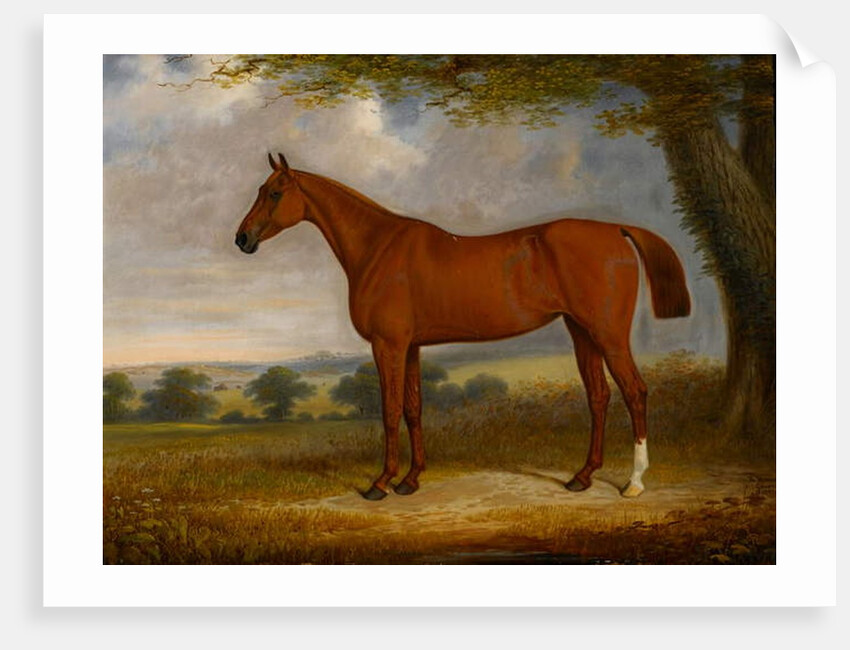Chestnut Hunter in a Landscape, 1867 by Edwin Brown
