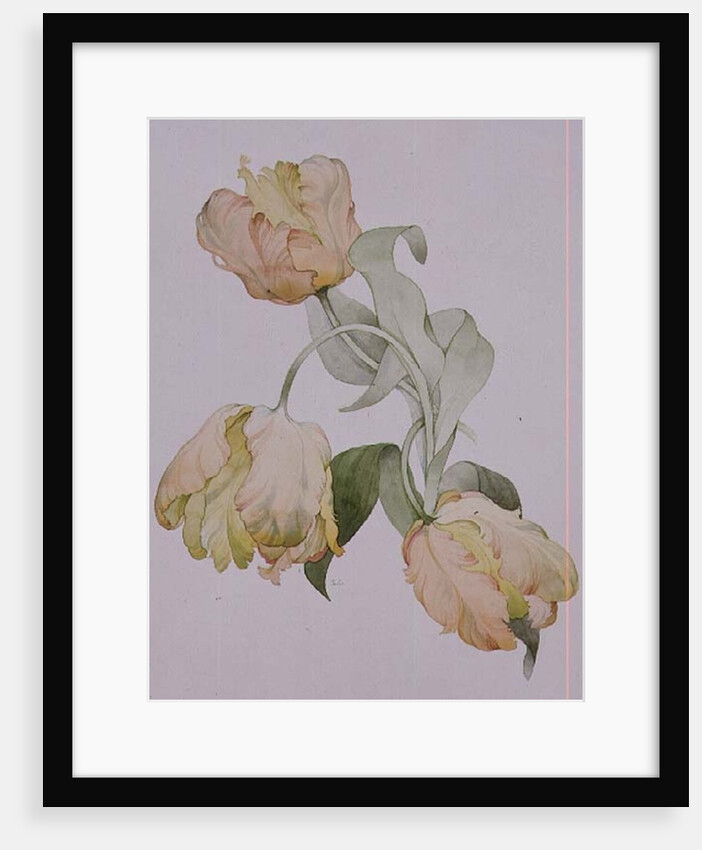 Parrot tulips by Sarah Creswell