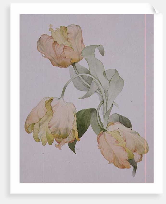 Parrot tulips by Sarah Creswell