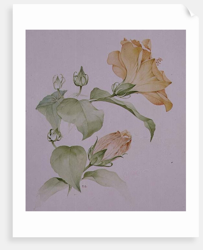 Hibiscus rosa-sinensis by Sarah Creswell