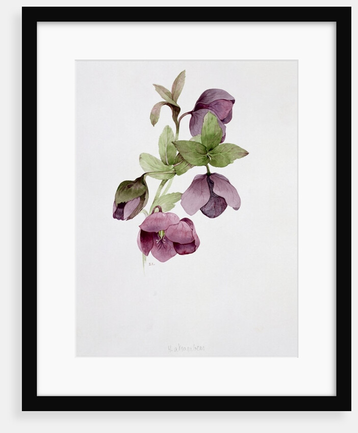 Helleborus atrorubens by Sarah Creswell