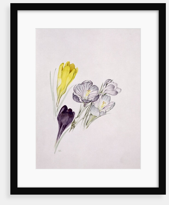 Crocus by Sarah Creswell