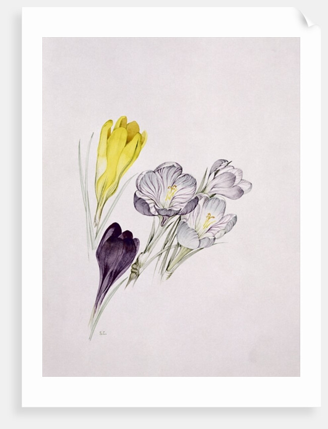 Crocus by Sarah Creswell