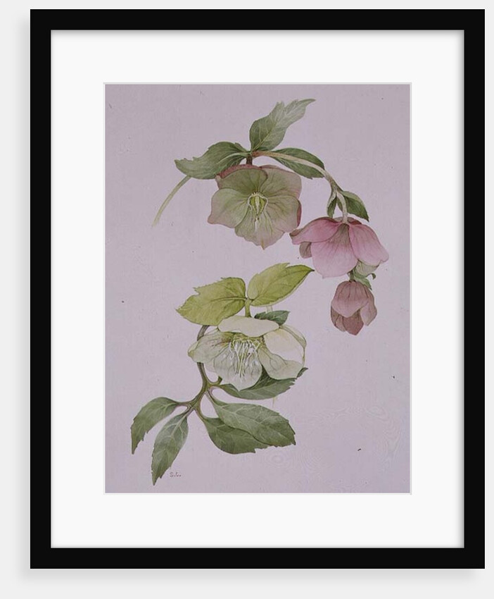 Helleborus orientalio and Helleborus niger by Sarah Creswell