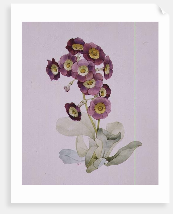 Primula Auricula by Sarah Creswell