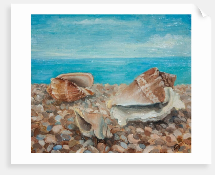 Three Shells by Cristiana Angelini