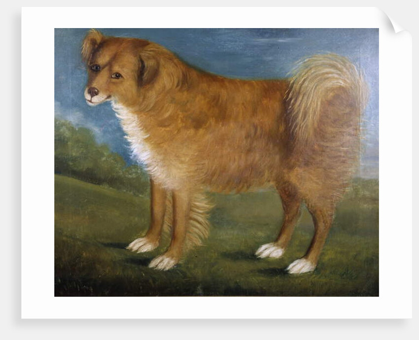 Brown Dog in a Landscape, c.1850 by Unknown Artist
