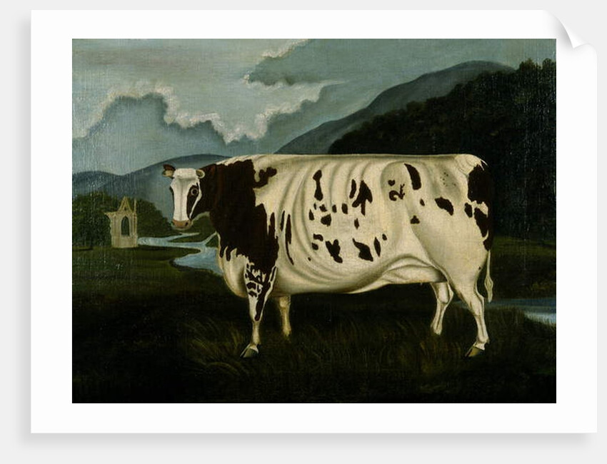 The Famous Craven Heifer by W. D. Fryer