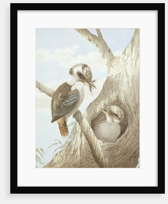 Kookaburras Feeding at a Nest in a Tree, 1892 by Neville Henry Peniston Cayley