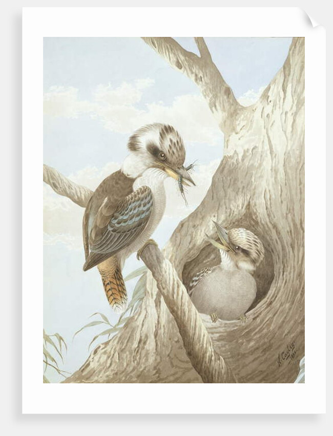 Kookaburras Feeding at a Nest in a Tree, 1892 by Neville Henry Peniston Cayley