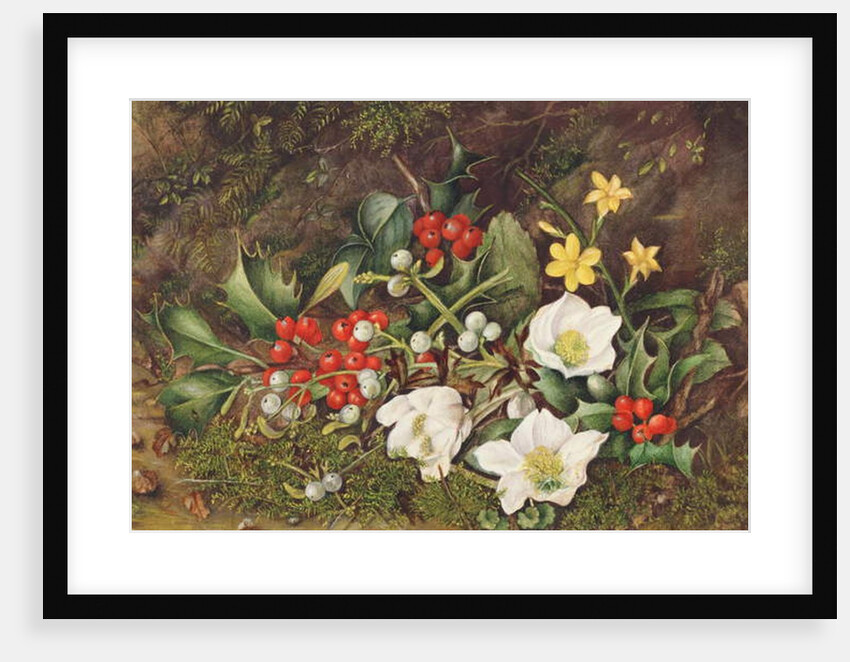 Holly and Christmas Roses by Jane Taylor