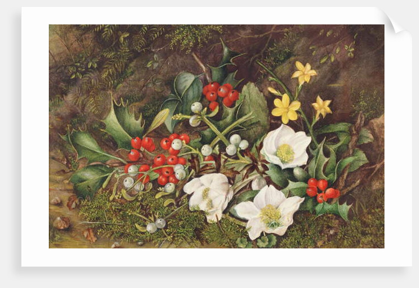 Holly and Christmas Roses by Jane Taylor