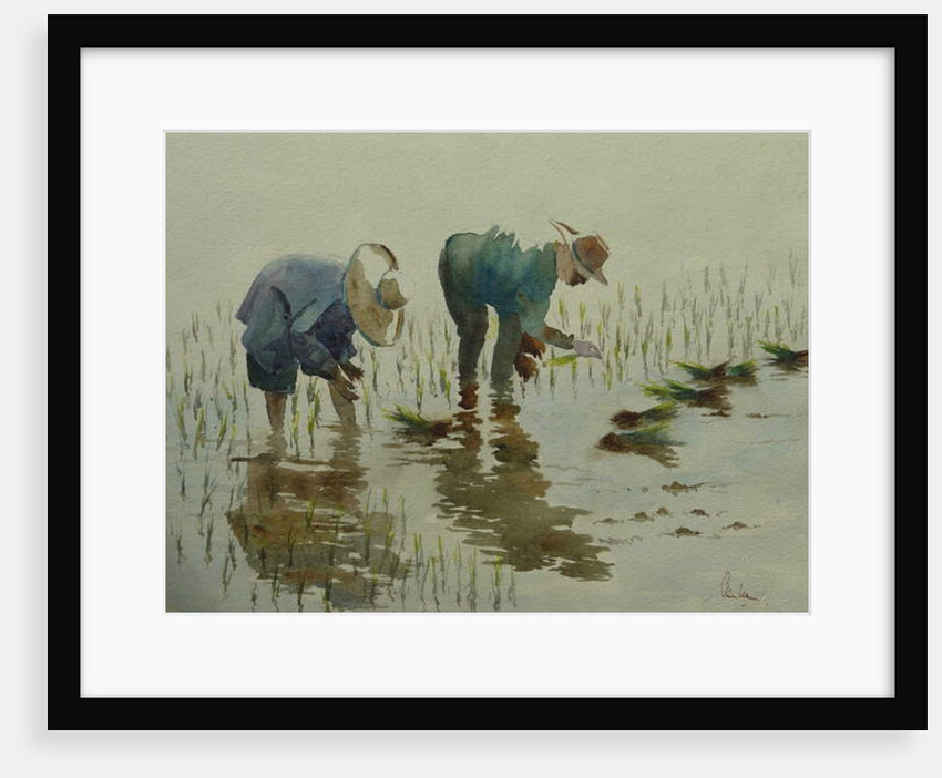 885 Planting rice by Clive Wilson