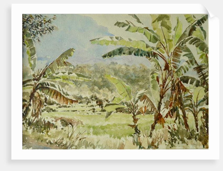 740 Banana trees, Ramboda by Clive Wilson