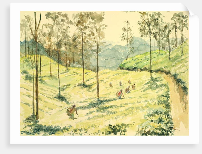 728 Tea pickers near Ella by Clive Wilson