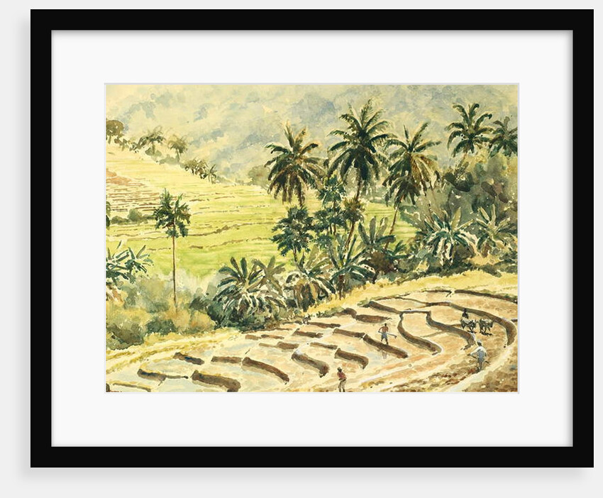 741 Dunhinda, preparing the paddy fields by Clive Wilson