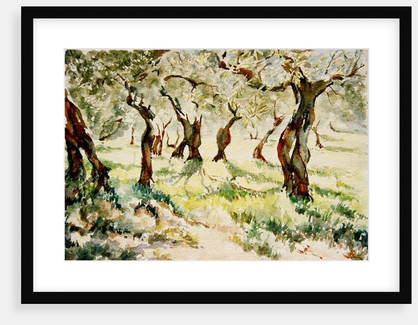 783 Old olives, Assisi by Clive Wilson