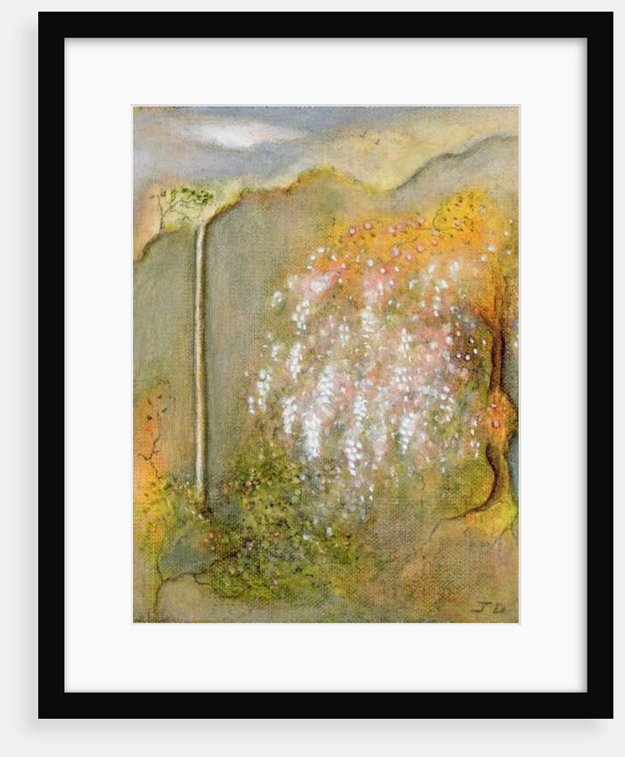 White Whisteria, 2001 by Jane Deakin