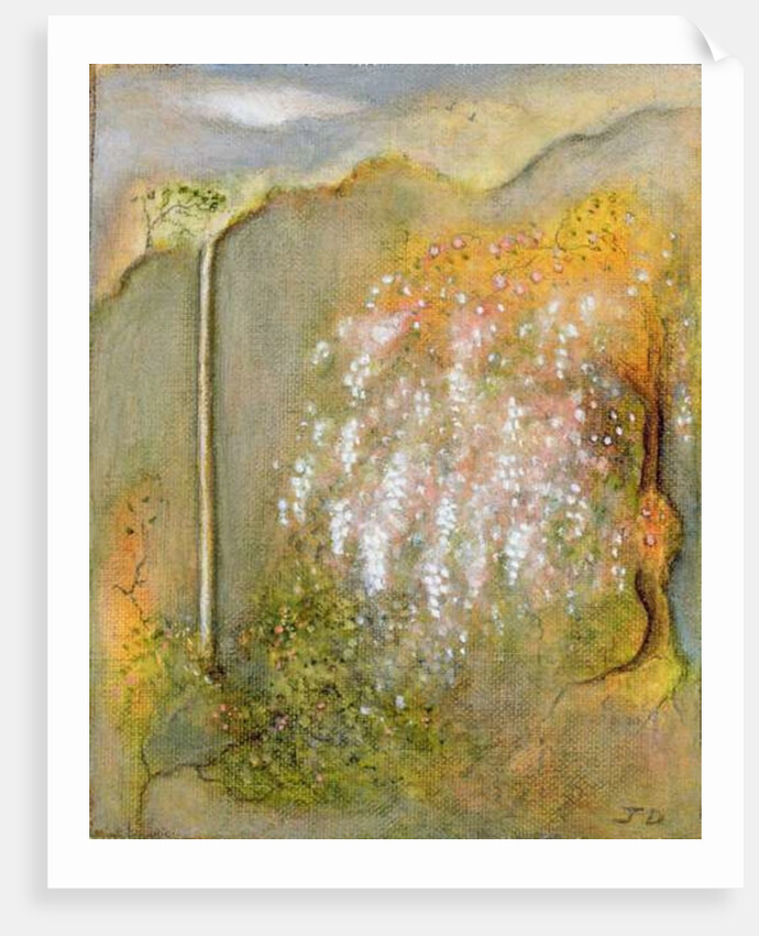 White Whisteria, 2001 by Jane Deakin