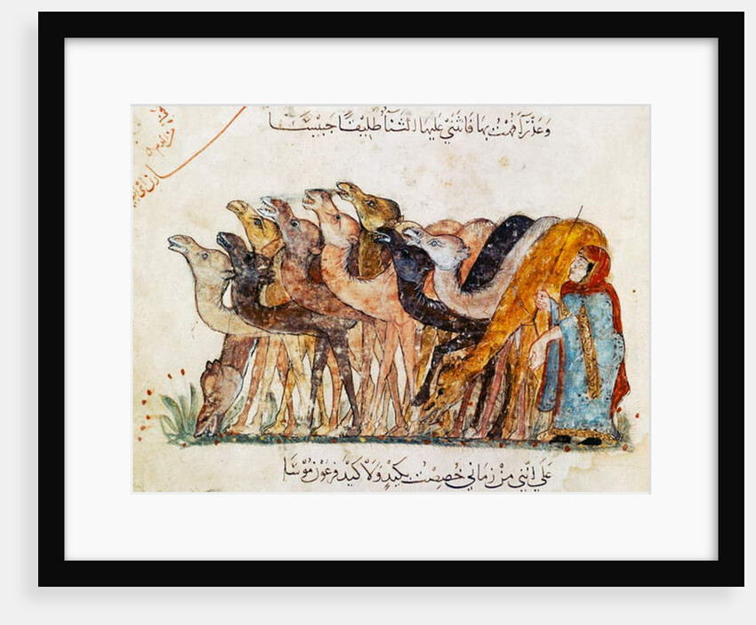 Ms Ar 5847 f.101, Herd of camels by Yahya ibn Mahmud Al-Wasiti