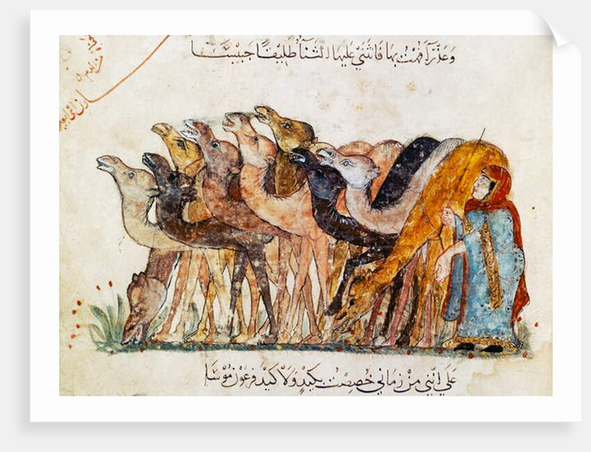 Ms Ar 5847 f.101, Herd of camels by Yahya ibn Mahmud Al-Wasiti