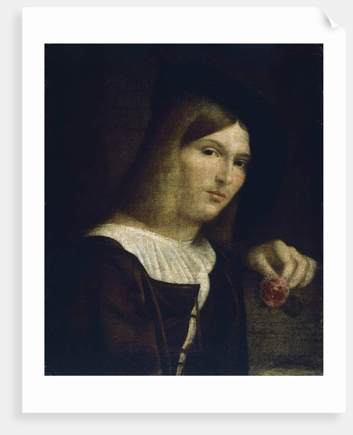 Portrait of a Young Man with a Rose, 1516 by Francesco (1482/3-1562) Torbido