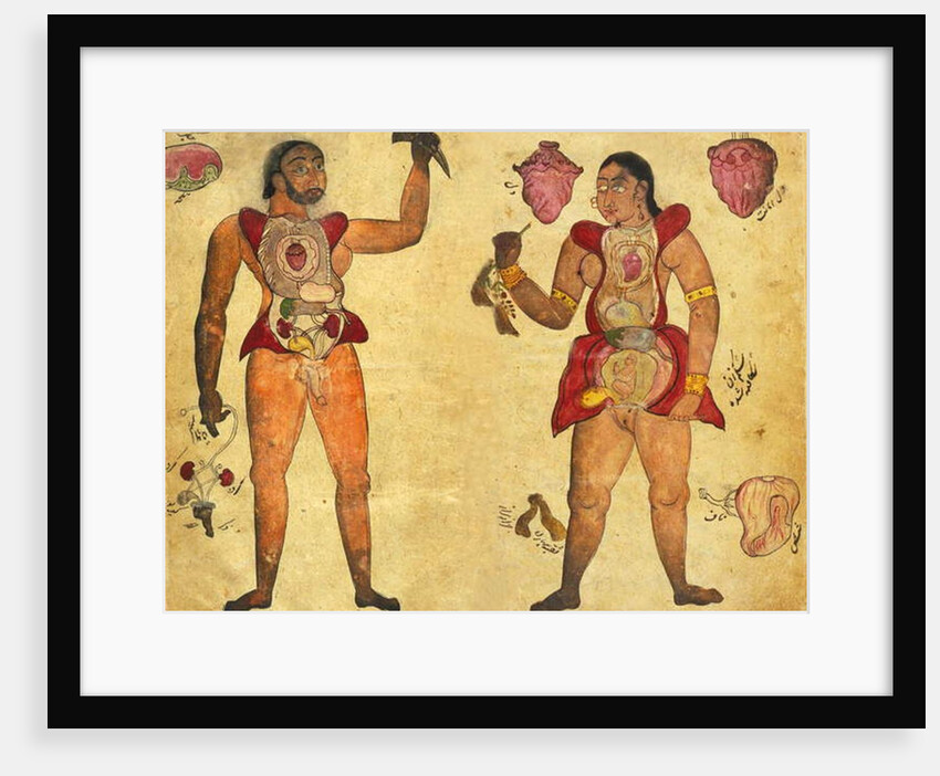 Anatomical illustration of a man and a Woman holding their own internal organs by Persian School