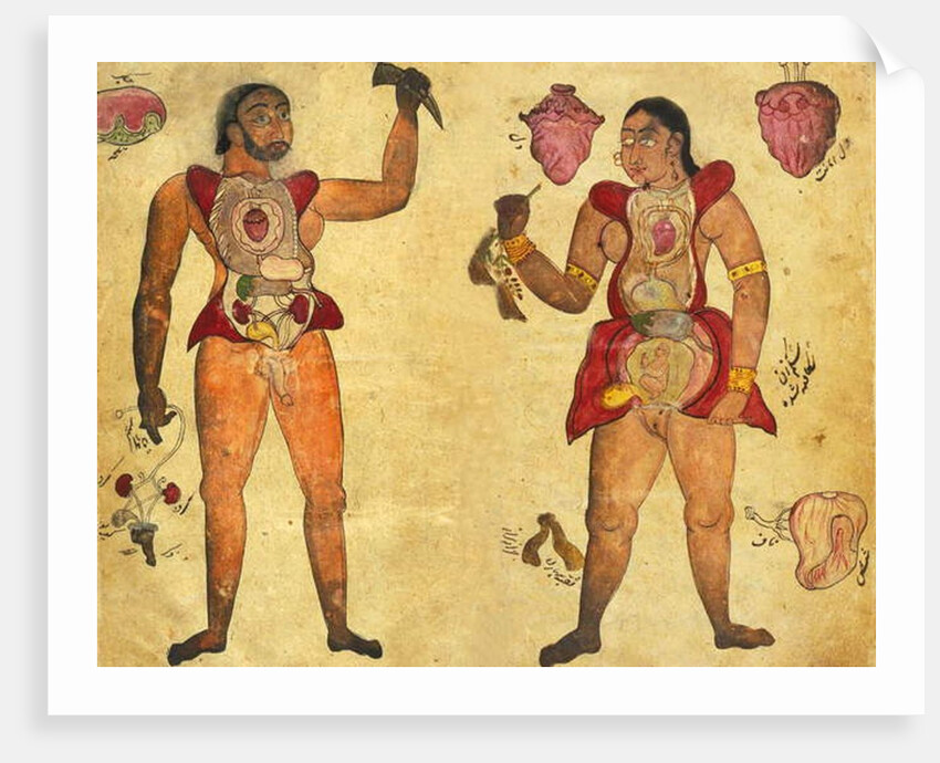 Anatomical illustration of a man and a Woman holding their own internal organs by Persian School