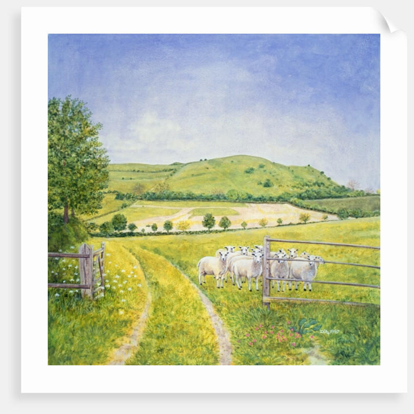 Wessex Sheep by Ditz Ditz