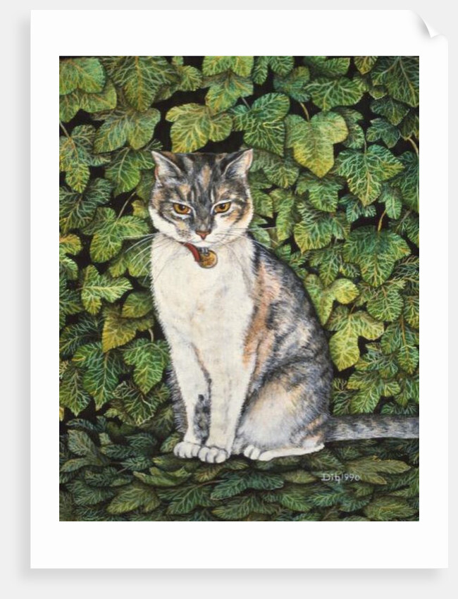 Ivy by Ditz Ditz