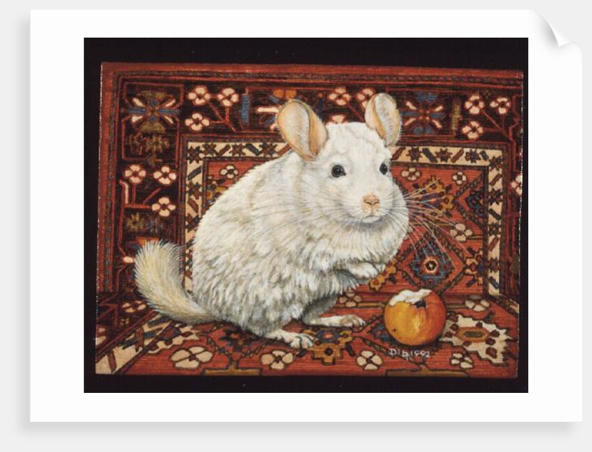 The Carpet-Chinchilla, 1992 by Ditz Ditz