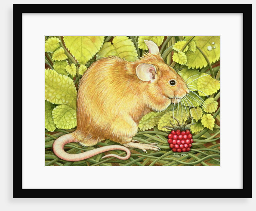 The Raspberry-Mouse by Ditz Ditz
