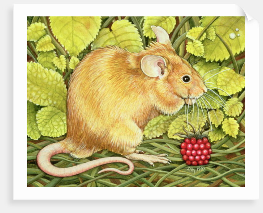 The Raspberry-Mouse by Ditz Ditz