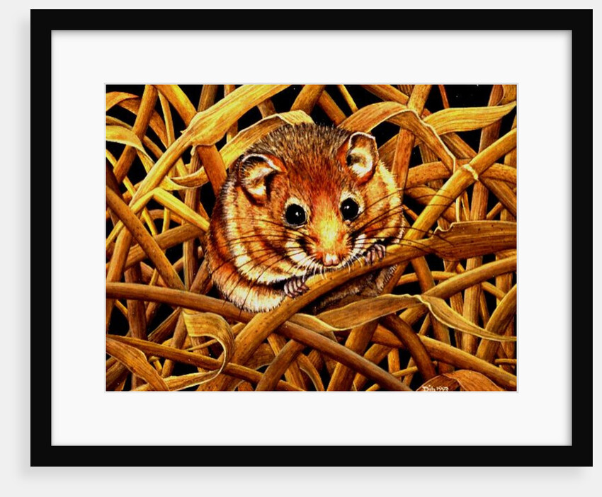 Edible Dormouse, 1993 by Ditz Ditz