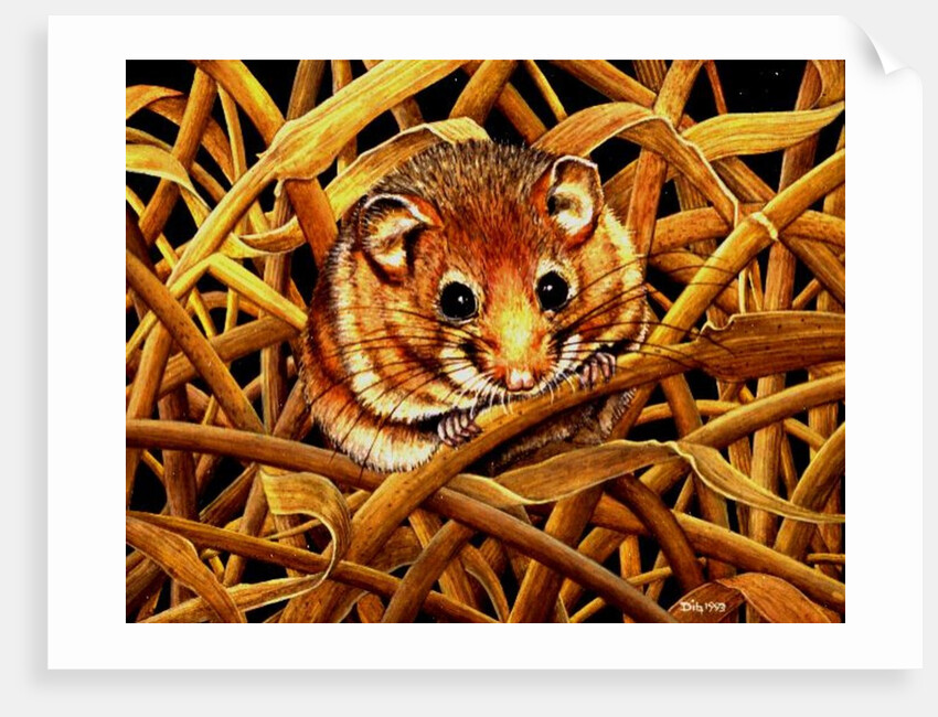 Edible Dormouse, 1993 by Ditz Ditz