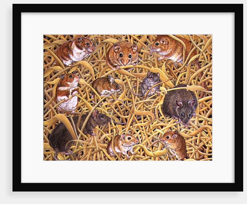 The Raiders of the Ark, 1995 by Ditz Ditz