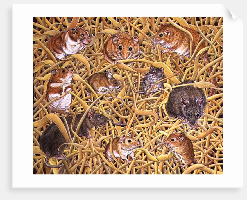 The Raiders of the Ark, 1995 by Ditz Ditz