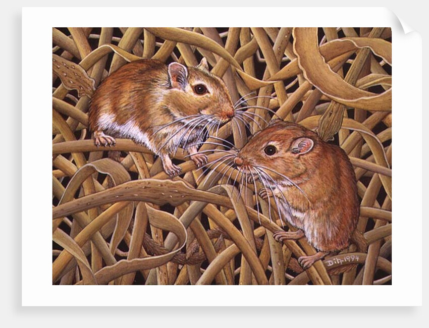 The Gerbils, 1994 by Ditz Ditz