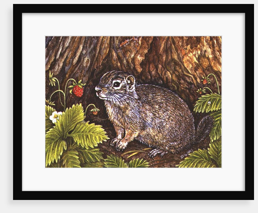 Eagle Creek, Wild Strawberry, Ground Squirrel, 1995 by Ditz Ditz