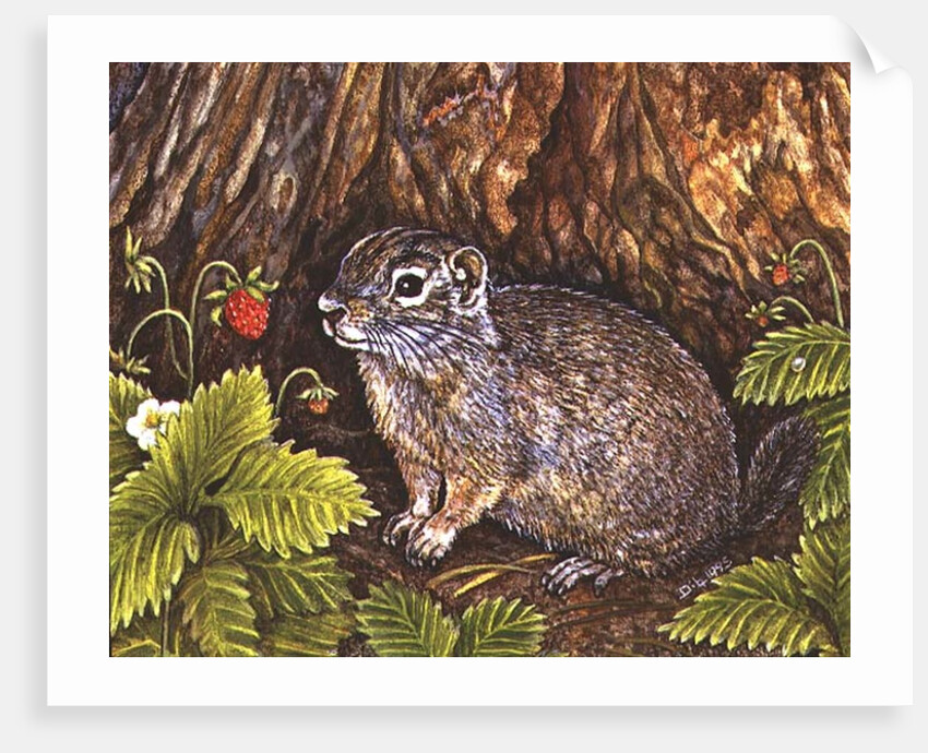 Eagle Creek, Wild Strawberry, Ground Squirrel, 1995 by Ditz Ditz