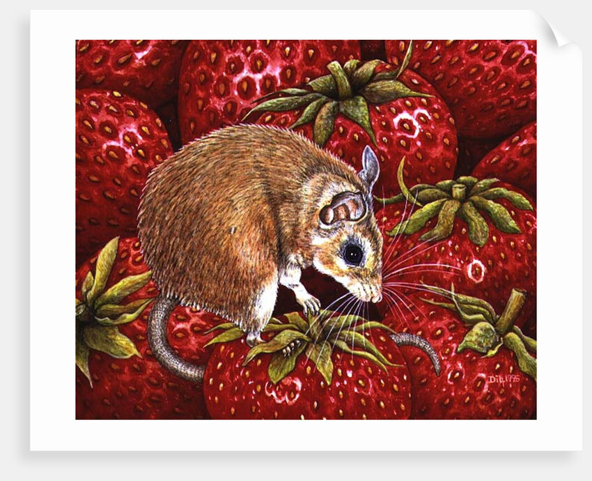 Strawberry-Mouse, 1995 by Ditz Ditz