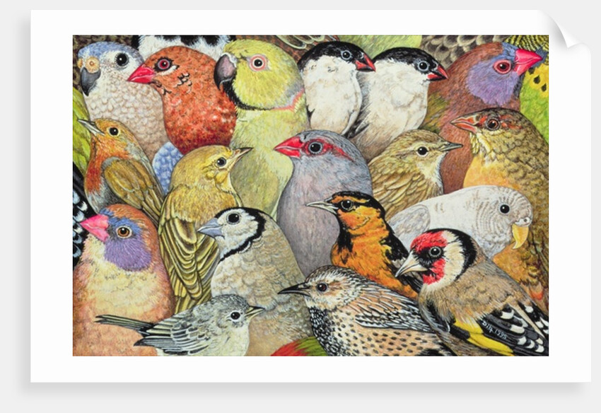 Patchwork-Birds, 1995 by Ditz Ditz