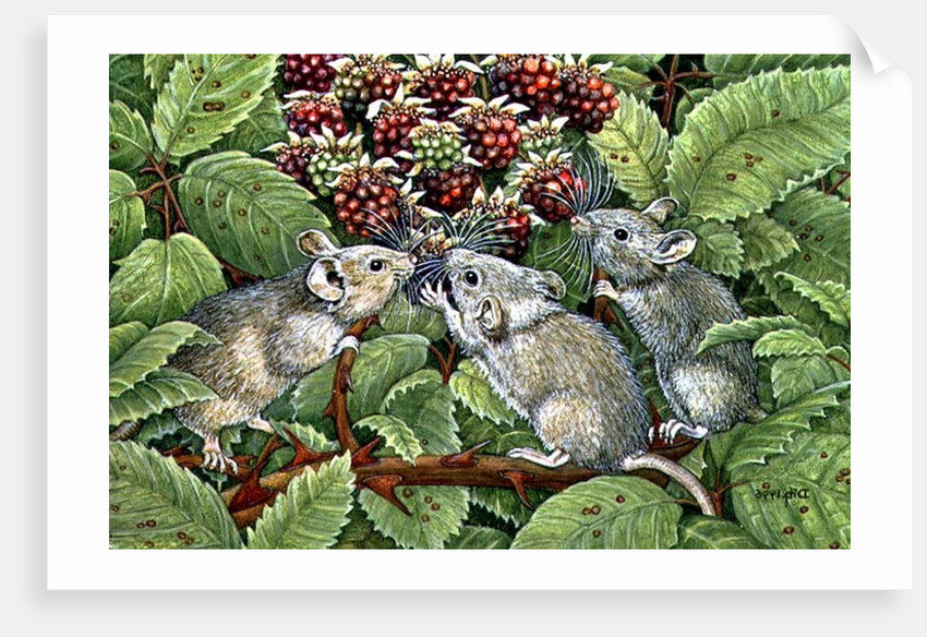 Blackberrying, 1996 by Ditz Ditz