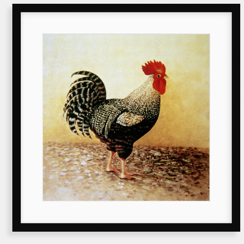 Speckled Rooster by Dory Coffee