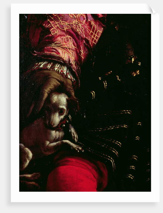 Detail of a dog from a painting of an unknown man by Nicolo dell Abate