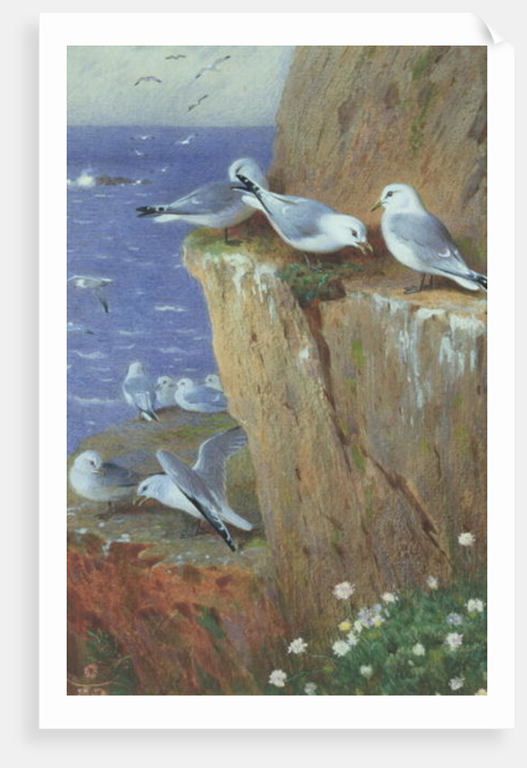 Seagulls by Archibald Thorburn
